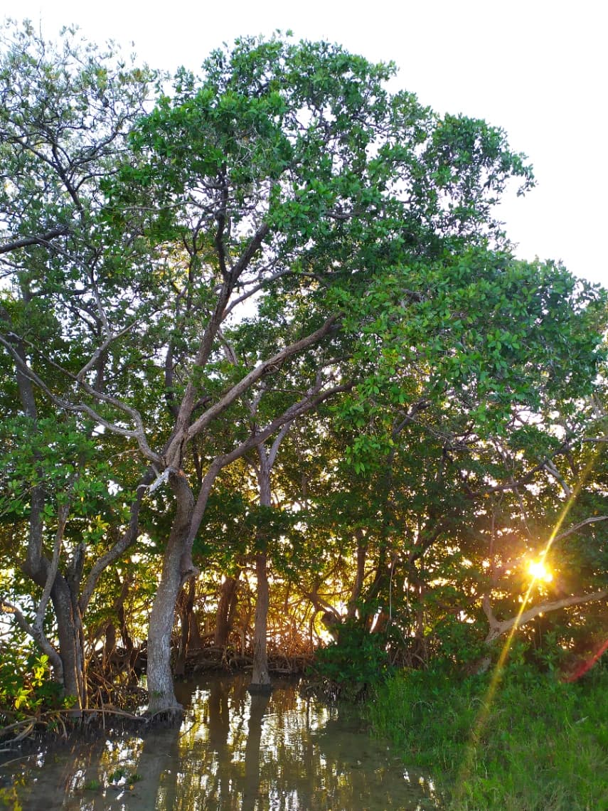 Tour en Celestun - Photo 3